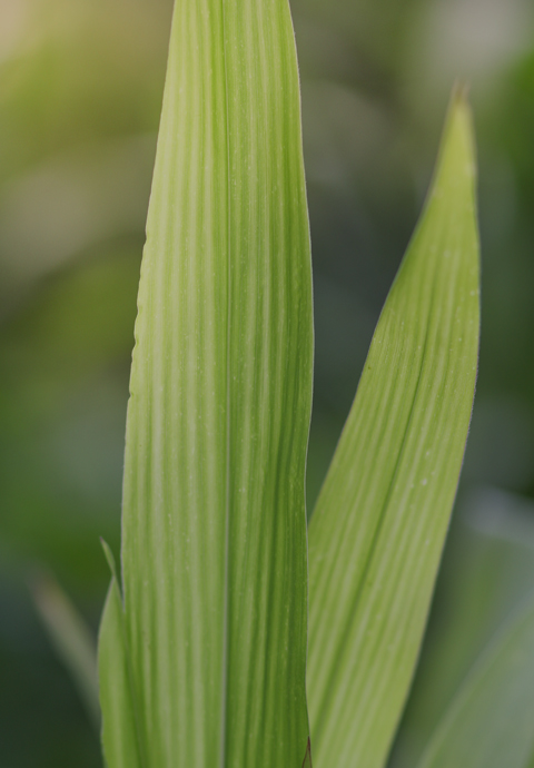 生物基技術(shù)